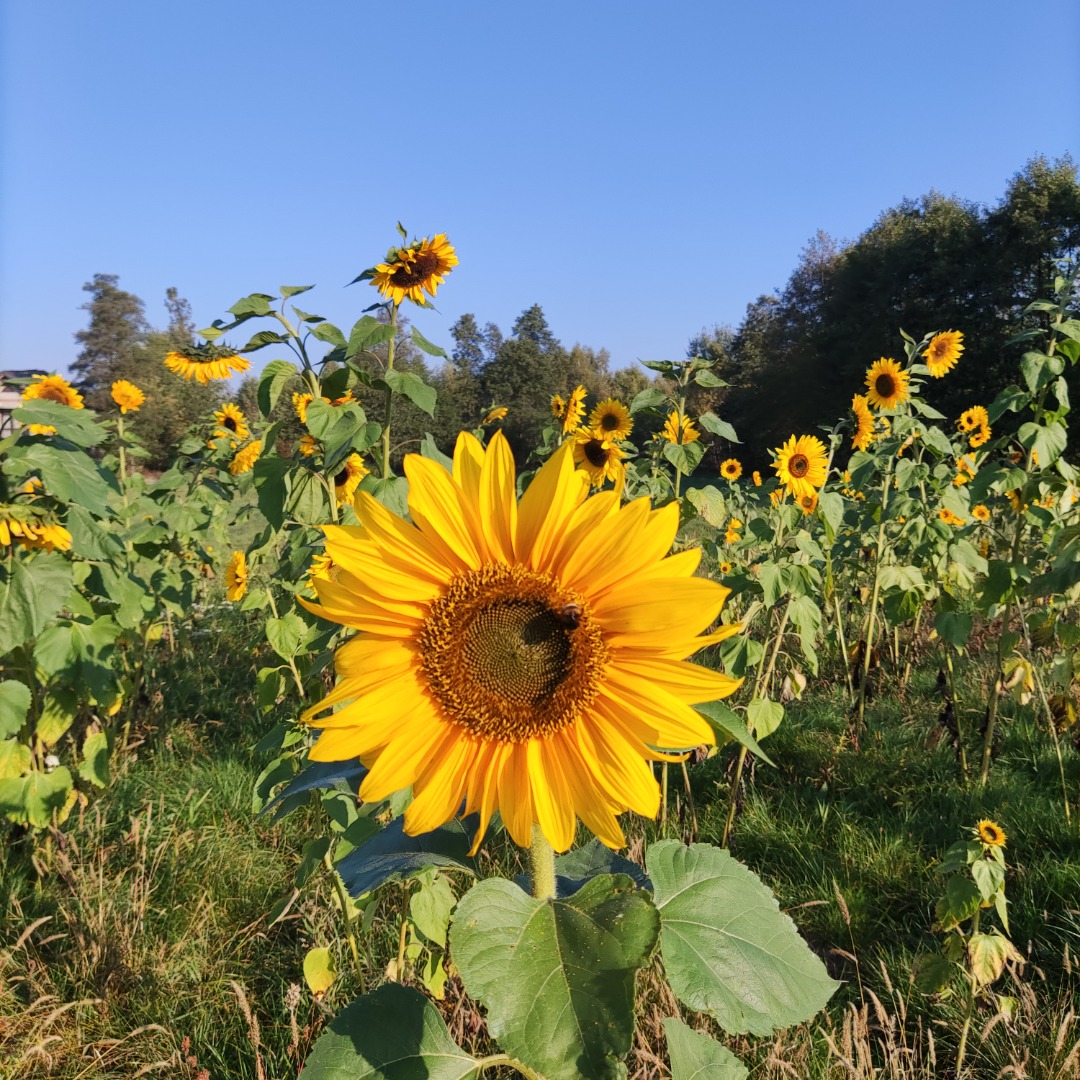 I will sell cut flower sunflower, various sizes possible to negotiate