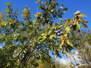 Hello! I sell plums of the following varieties: tulle,