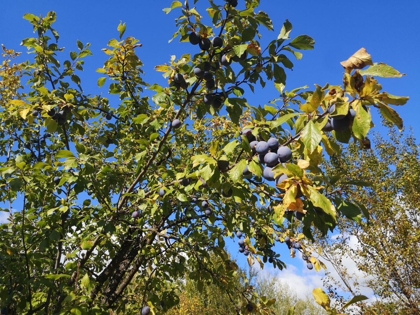 Hello! I sell plums of the following varieties: tulle, dill and fat
