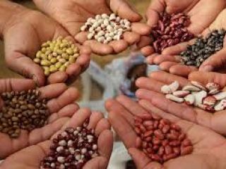 Beans wholesale. Wide selection of varieties Bins Naturproduct offers