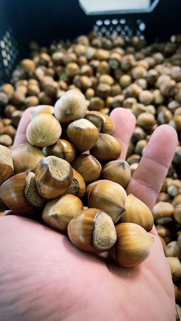Hello, We offer the Catalan and Cosford varieties of this annual harvest, already pre-dried
