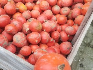 I will sell an organic Hokkaido pumpkin, Small caliber