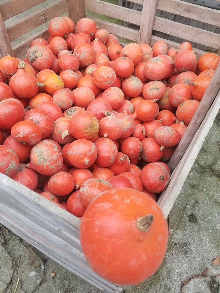 I will sell an organic Hokkaido pumpkin, Small caliber - up to 0.5 kg