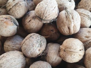 I will sell this year's nuts medium, good Price