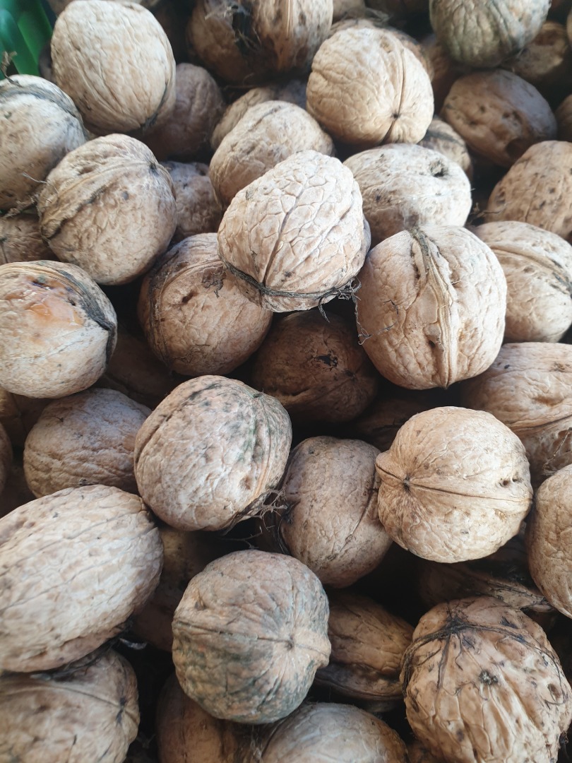 I will sell this year's nuts medium, good Price PLN 15 per kg