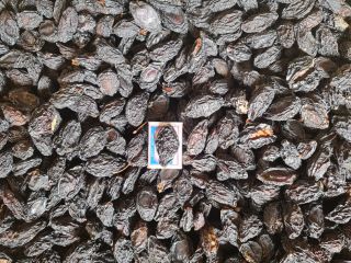 I sell prunes with and without symbols, all details