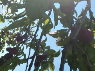 Plum brandy for sale, high quality gives high tonnage