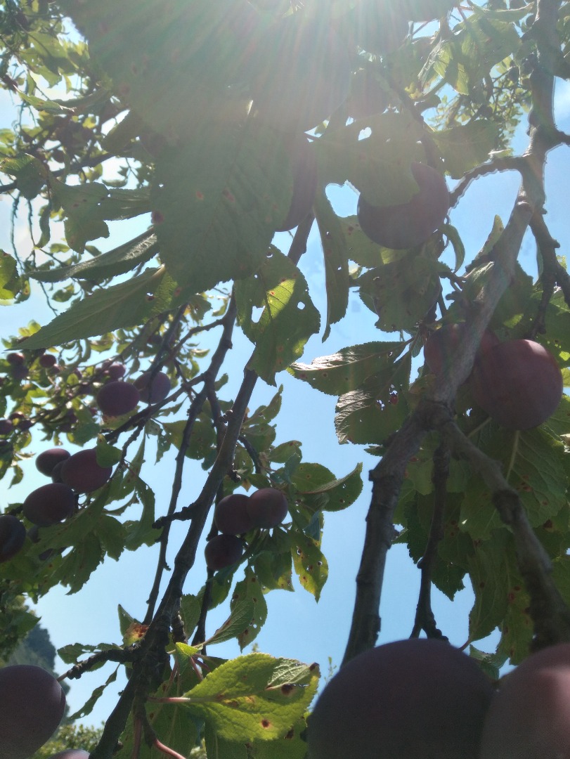 Plum brandy for sale, high quality gives high tonnage yield!
