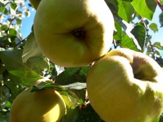 We sell fresh quinces directly picked from the orchard,