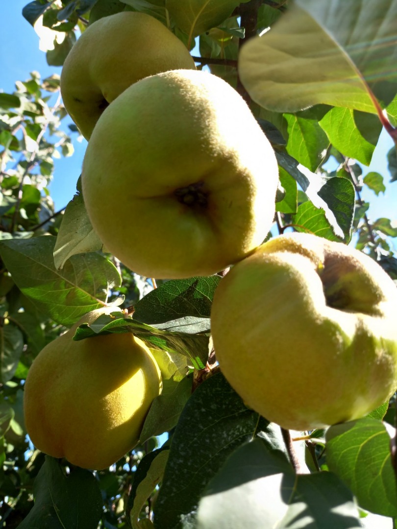 We sell fresh quinces directly picked from the orchard, in a quantity of 10 tons, we also negotiate with the real buyer