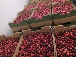 I will sell large-fruited cranberries.