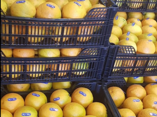 Laverida will sell oranges. We provide regular deliveries all
