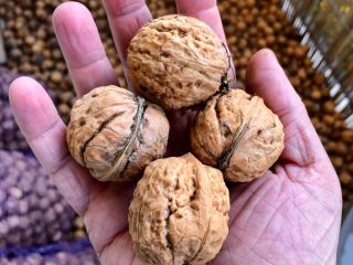 This year's Jacek in shell. Kosice variety. About 150