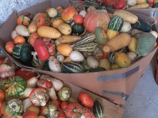 I will sell decorative pumpkins, different varieties. More info