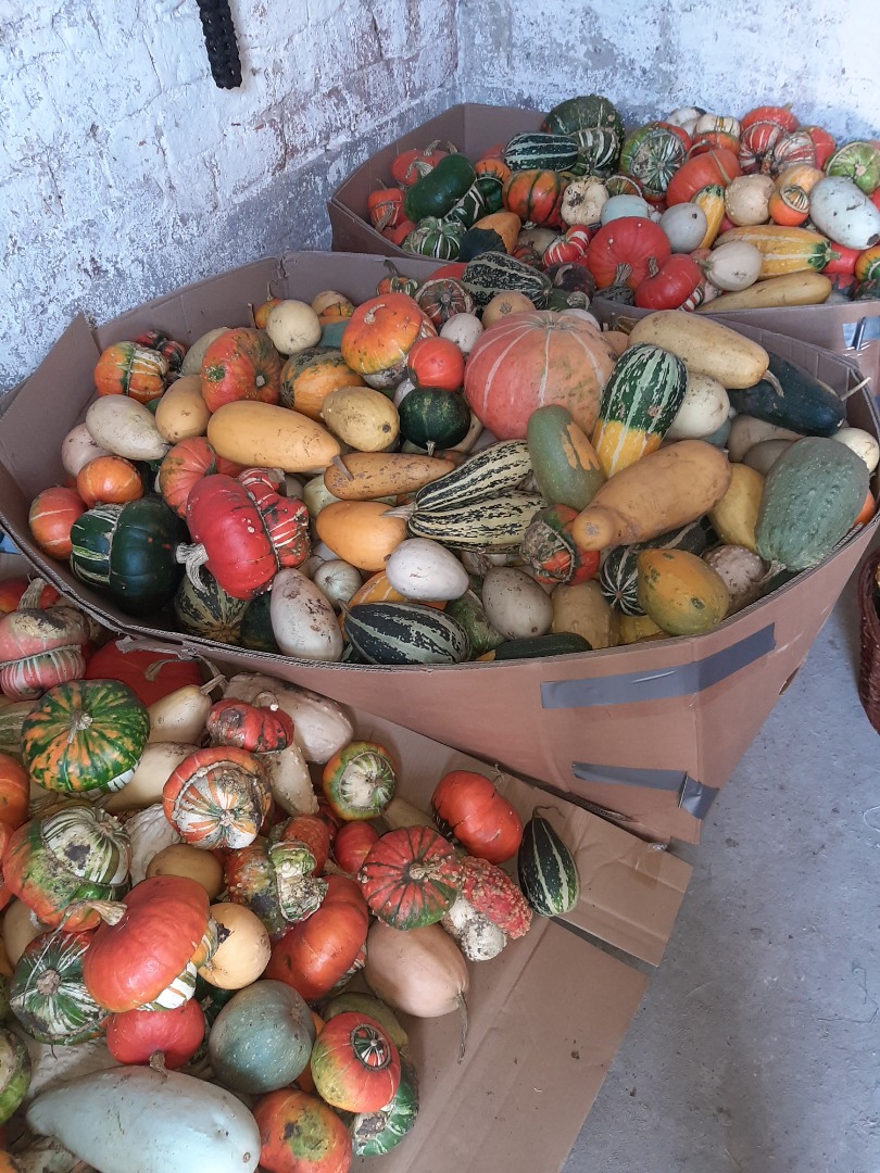 I will sell decorative pumpkins, different varieties