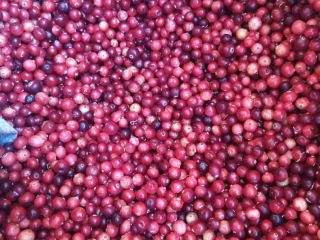 Fresh marsh cranberries PLN 15 a liter or PLN