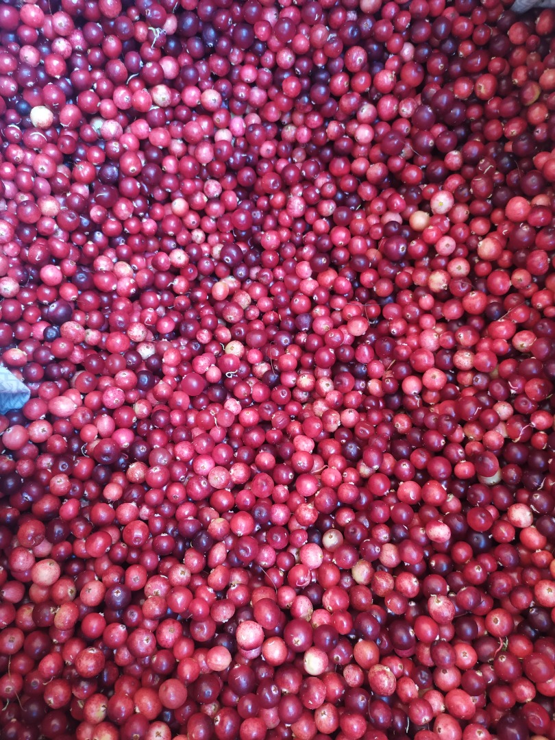 Fresh marsh cranberries PLN 15 a liter or PLN 25 a kilogram to be agreed with a larger quantity