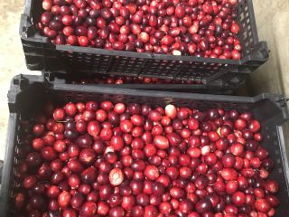 I will sell cranberries from my own plantation. The