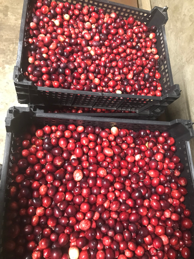 I will sell cranberries from my own plantation