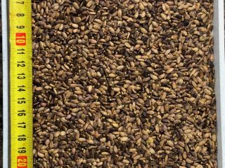 We offer Milk Thistle seeds, crop 2021, origin -