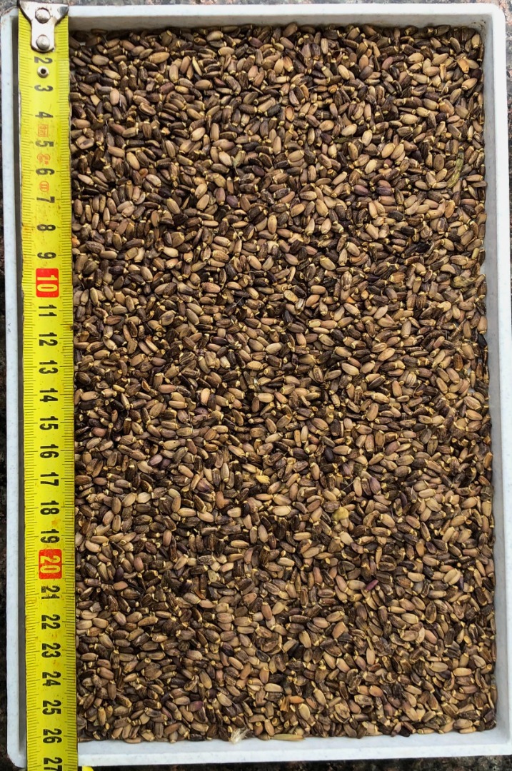 We offer Milk Thistle seeds, crop 2021, origin - Ukraine