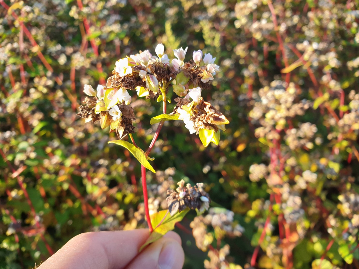 Organic Buckwheat