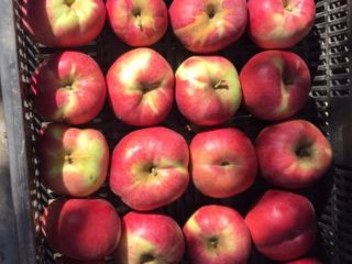 I am selling eco-friendly apples of various varieties (Starkrismon,