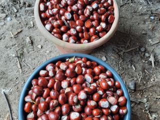 Fresh, large chestnuts, no mold