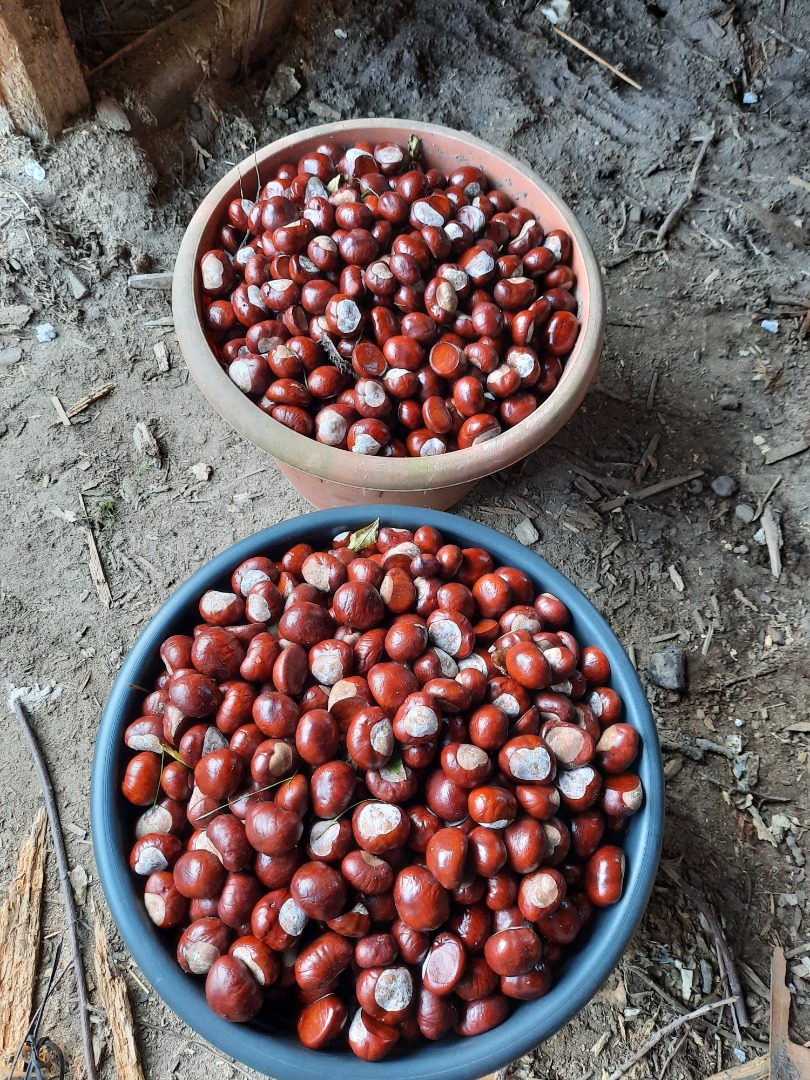 Fresh, large chestnuts, no mold