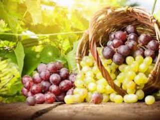 I am selling the following grape varieties, ideal for