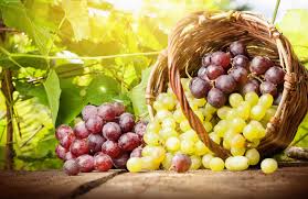 I am selling the following grape varieties, ideal for making wine and must during this period: => Chasselas (table grapes) => Riesling => Fetească Regală white