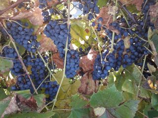 Hello. I am selling a dark Organic Grape. From