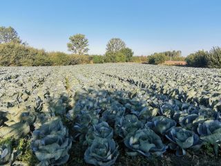 Cabbage Cheers 30000t. Up to 60,000 t.