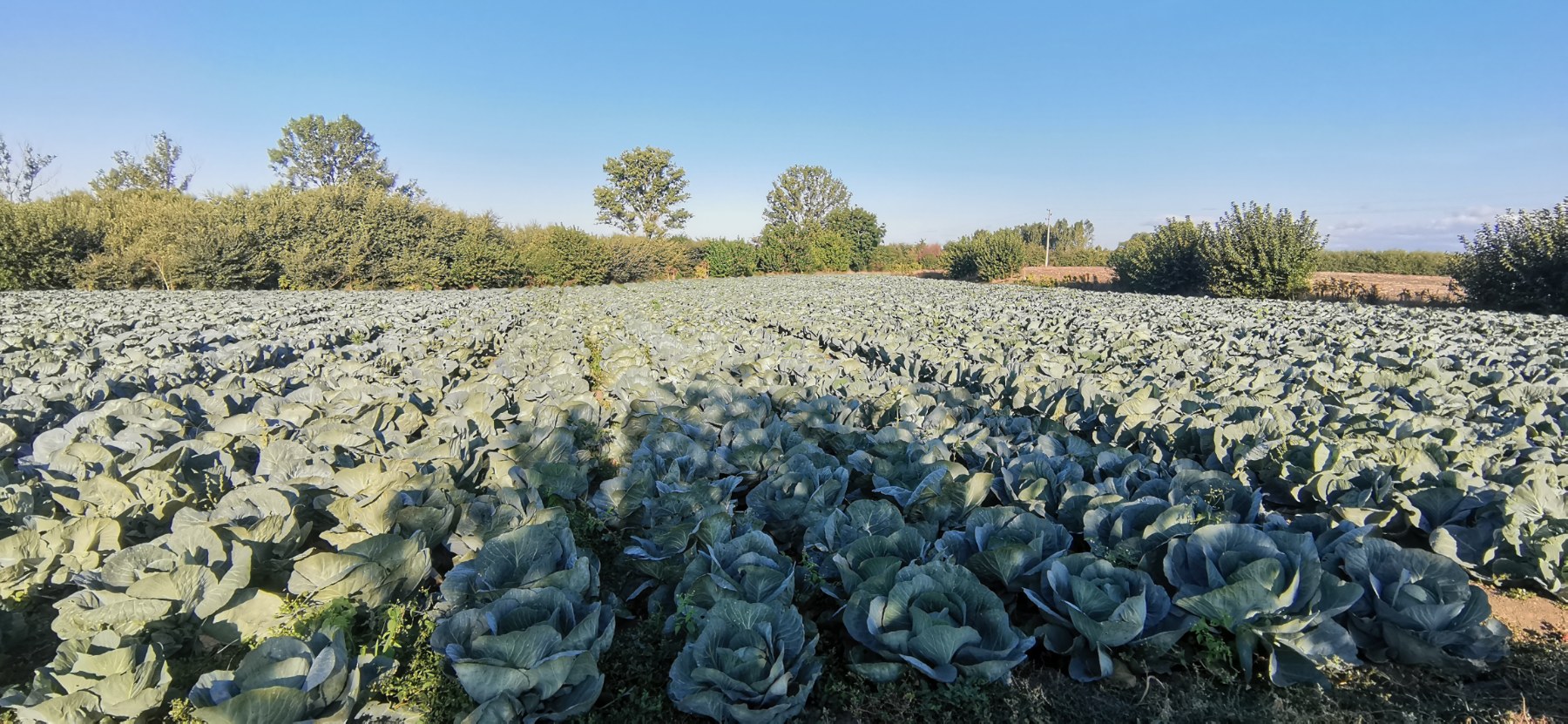 Cabbage Cheers 30000t