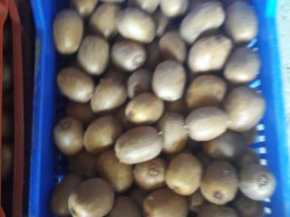 We have been producing kiwifruit for 20 years, which