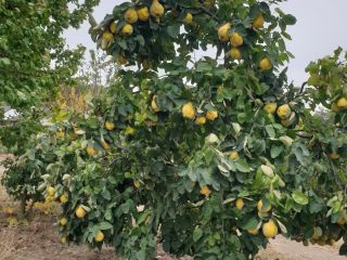 Over 1000 kg of quince, fragrant, natural, unsorted, for