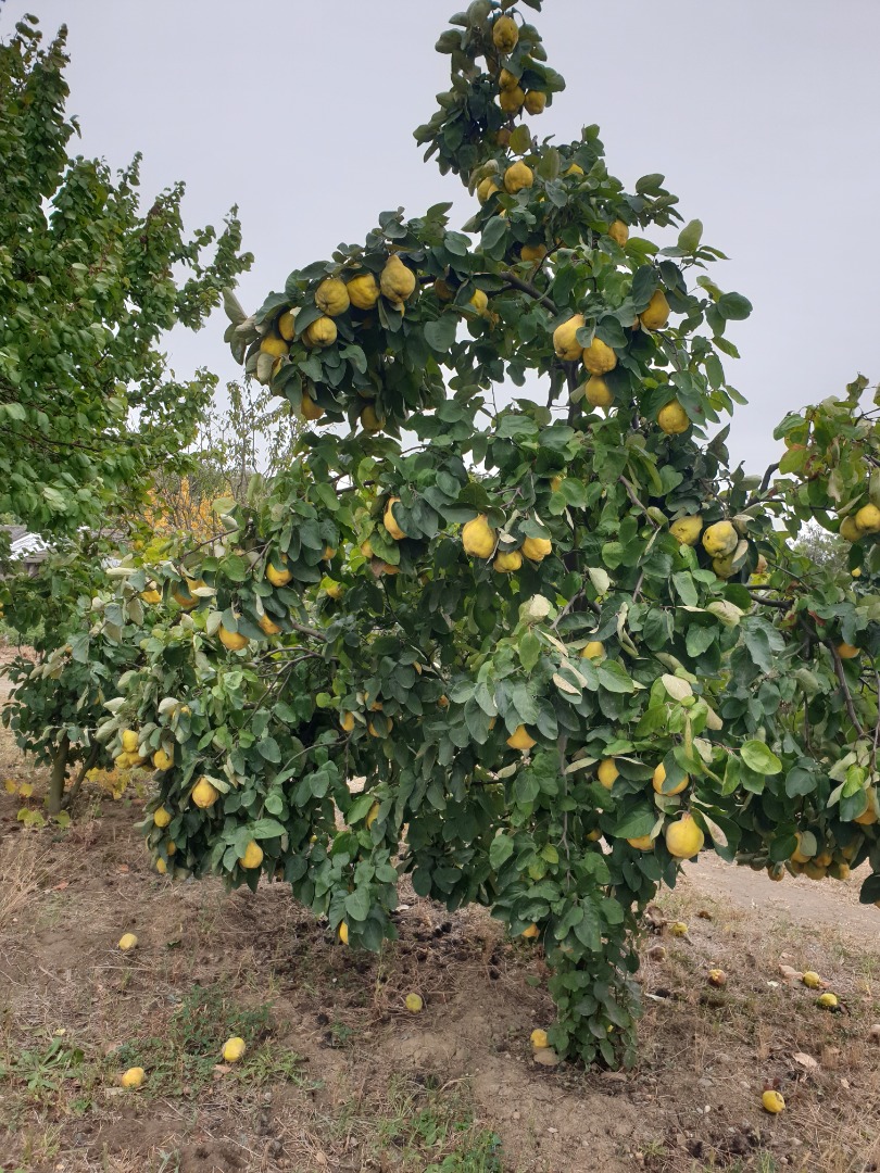 Over 1000 kg of quince, fragrant, natural, unsorted, for sale