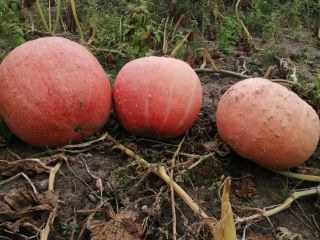 Hello, I am selling hokkaido, bambino gomez and muscat