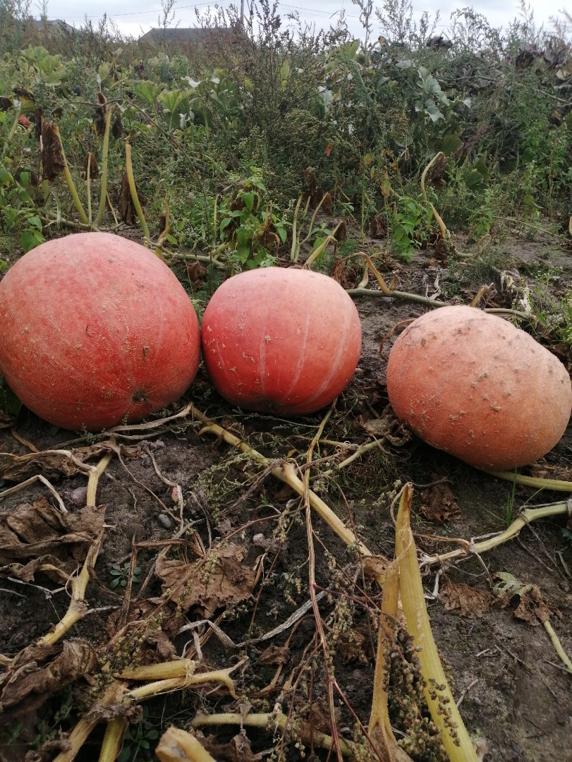 Hello, I am selling hokkaido, bambino gomez and muscat pumpkins