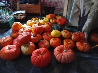 I will sell a pumpkin from my own farm