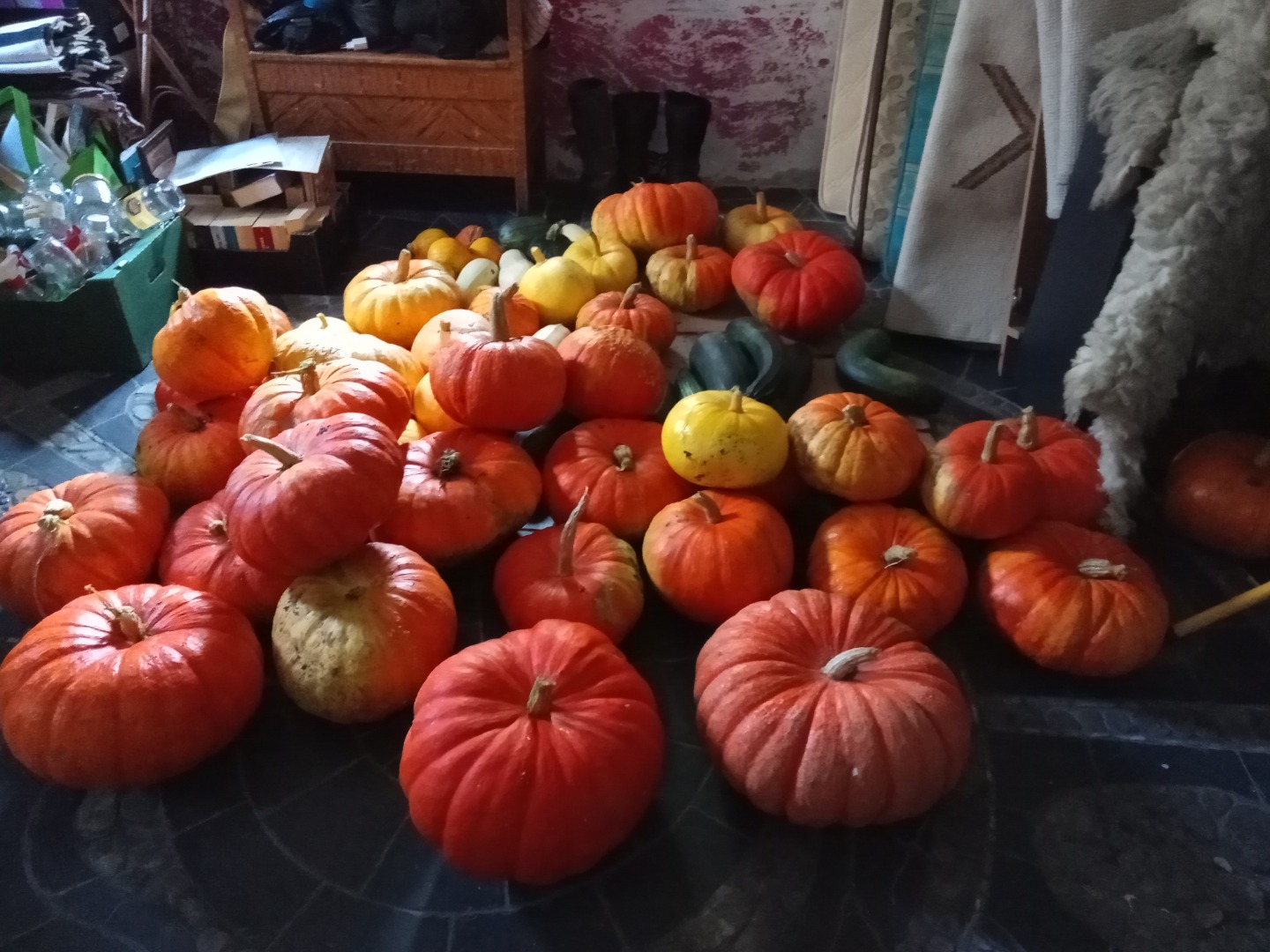 I will sell a pumpkin from my own farm during the conversion period