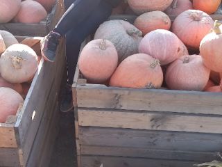 I will sell a hokkaido pumpkin about 2 tons