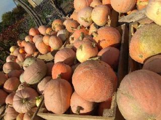I will sell a BAMBINO pumpkin 0.30 gr per