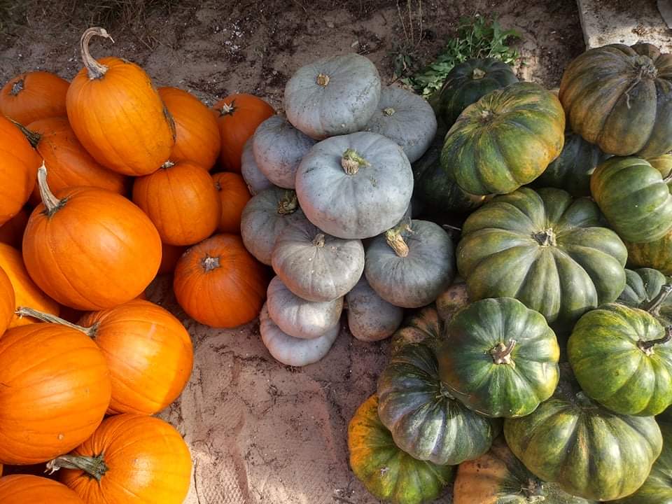 Pumpkins for sale - several varieties