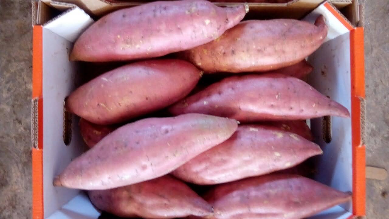 Orange Fleshed Sweet Potato