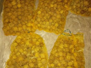 I will sell Jacki walnuts, large, 60 kg and