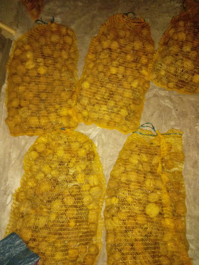 I will sell Jacki walnuts, large, 60 kg and small, 2 zlotys