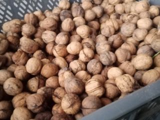 About 350 kg of walnut for sale