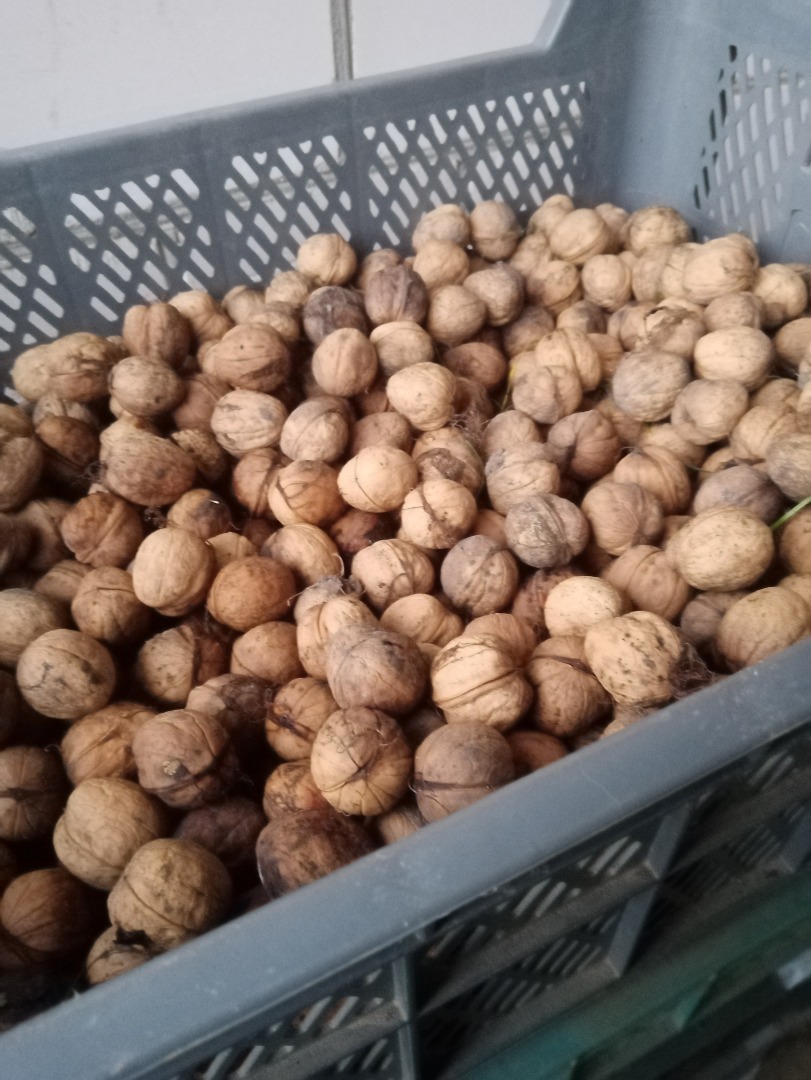 About 350 kg of walnut for sale