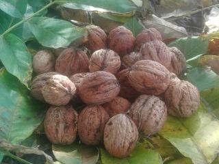 This year's walnuts are big from your own garden.